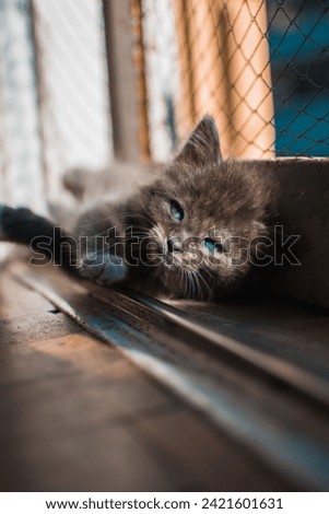 small three-color cat, close-up photography of cute cats, photography for advertising