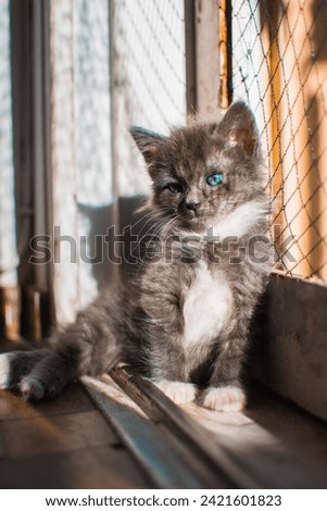 small three-color cat, close-up photography of cute cats, photography for advertising