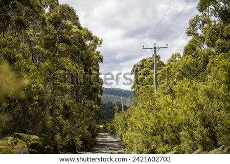 power lines in the bush in summer Royalty-Free Stock Photo #2421602703