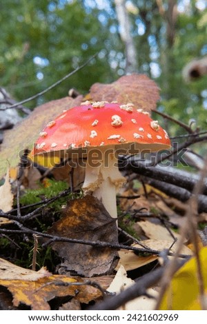 Not edible, рoisonous forest mushrooms Royalty-Free Stock Photo #2421602969