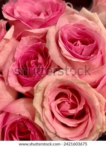 Stock of Natural artificial pink Roses dark pink  color beautiful Roses floral view love symbols valentines special  bouquet with green leafy background