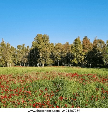 Wild red poppies flowers are blooming among a green grass and trees on the meadow. Magnificent winter flowering landscape in nature reserve of National Park. South Israel. Ecotourism