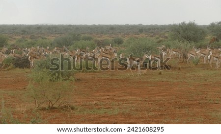 Herd of springboks Antidorcas marsupialis in bush in Erindi Private Game Reserve - Namibia
