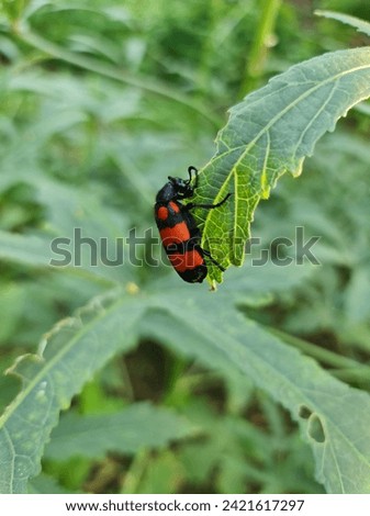 Hycleus picture with green nature in background.
Hycleus polymorphus is a species of Blister Beetles belonging to the family Meloidae subfamily Meloinae.
