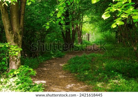trail winding through the beech forest in spring. path in the shade of trees. light in the end of a green tunnel. explore the unknown peaceful nature scenery Royalty-Free Stock Photo #2421618445