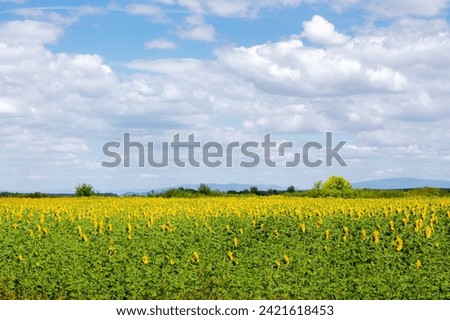 countryside scenery with sunflower field. carpathian rural landscape in summer on a sunny day with fluffy clouds on the sky. abundance of agriculture export expected from ukraine Royalty-Free Stock Photo #2421618453