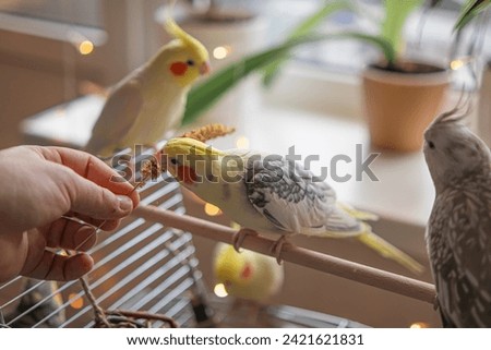 Yellow cockatiel parrot.Cute cockatiel.Home pet parrot.The best cockatiel.Beautiful photo of a bird.Ornithology.Funny parrot.Cockatiel parrot.
Home pet yellow bird.Beautiful feathers.Love for animals Royalty-Free Stock Photo #2421621831