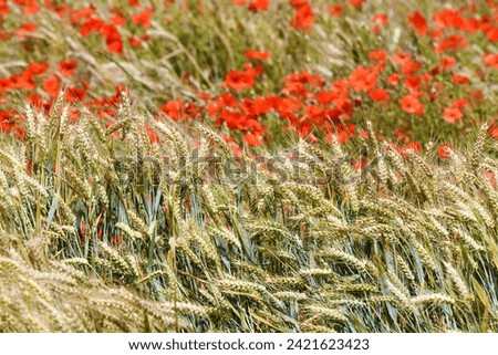 Poppies and wheat, Tuscan countryside