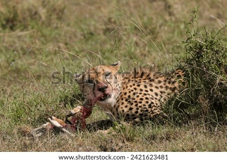 a cheetah eats his prey in Maasai Mara NP