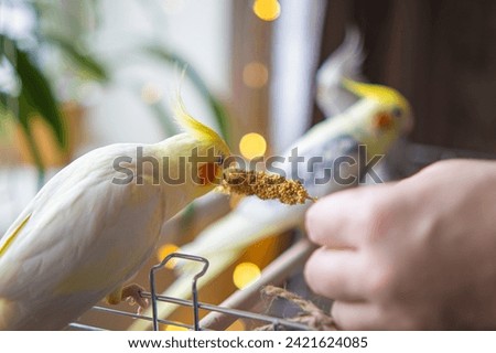 Yellow cockatiel parrot.Cute cockatiel.Home pet parrot.The best cockatiel.Beautiful photo of a bird.Ornithology.Funny parrot.Cockatiel parrot.
Home pet yellow bird.Beautiful feathers.Love for animals Royalty-Free Stock Photo #2421624085