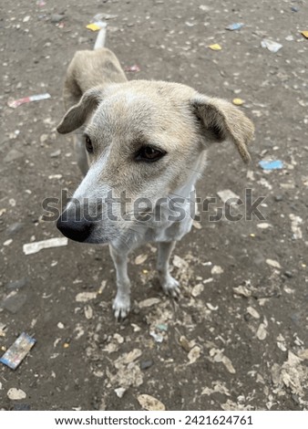 Street dogs: resilient urban wanderers, adapting to survive on scraps, forming loose packs for companionship, facing harsh conditions and health risks. Royalty-Free Stock Photo #2421624761