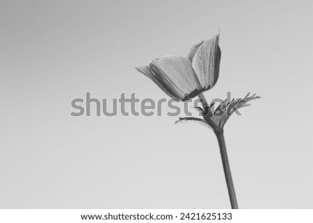 black and white anemone flower on gray background