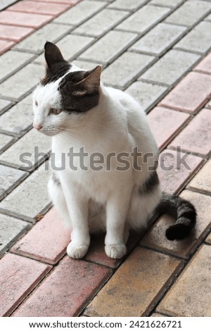 Cat is sitting on the pavement