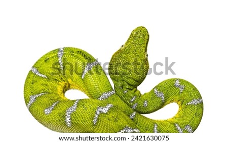 Head shot of an Adult Emerald tree boa, Corallus caninus, isolated on white