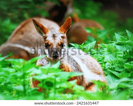 beautiful baby wallaby stock images, wallaby stock picture