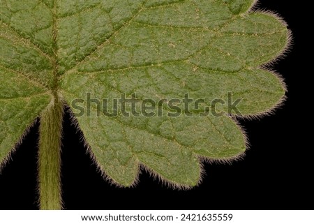 Big Betony (Betonica macrantha). Leaf Detail Closeup Royalty-Free Stock Photo #2421635559