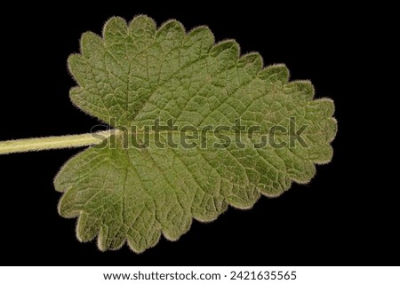 Big Betony (Betonica macrantha). Leaf Closeup Royalty-Free Stock Photo #2421635565