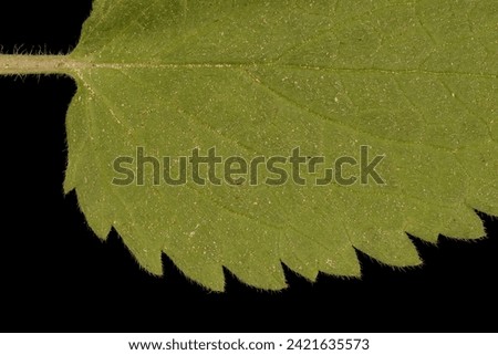 White Dead-Nettle (Lamium album). Leaf Detail Closeup Royalty-Free Stock Photo #2421635573