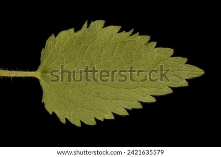 White Dead-Nettle (Lamium album). Leaf Closeup Royalty-Free Stock Photo #2421635579