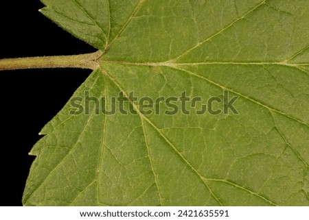 Black Currant (Ribes nigrum). Leaf Detail Closeup Royalty-Free Stock Photo #2421635591