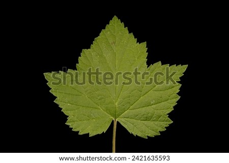 Black Currant (Ribes nigrum). Leaf Closeup Royalty-Free Stock Photo #2421635593