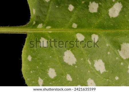 Common Lungwort (Pulmonaria officinalis). Summer Leaf Detail Closeup Royalty-Free Stock Photo #2421635599