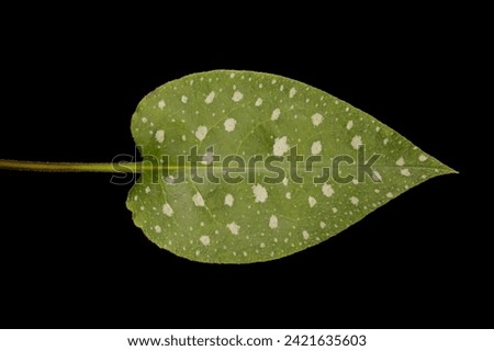 Common Lungwort (Pulmonaria officinalis). Summer Leaf Closeup Royalty-Free Stock Photo #2421635603