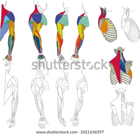 TThe structure of the shoulder girdle of a man with muscles