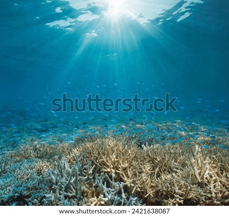 Sunlight underwater with a coral reef and a school of fish (Chromis viridis), natural scene, south Pacific ocean, New Caledonia