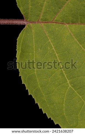 Smooth Hydrangea (Hydrangea arborescens). Leaf Detail Closeup Royalty-Free Stock Photo #2421638207