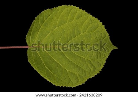Smooth Hydrangea (Hydrangea arborescens). Leaf Closeup Royalty-Free Stock Photo #2421638209