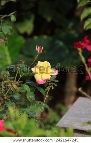 yellow rosehow to grow roses,growing roses,flowers from buds,grow roses from cuttings,grow roses,yellow rose 4k,yellow rose making,yellow  beautiful,HD