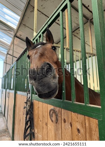 Cute looking brown horse funny picture big head goofy
