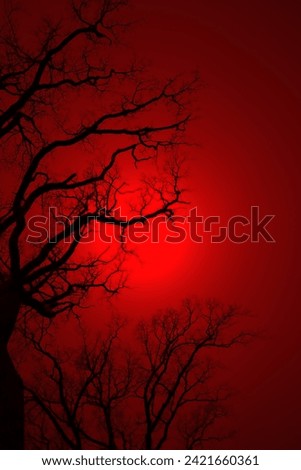 Leafless Oak tree branches silhouette. Black and red. Natural oak tree branches silhouette on a red background. Silhouettes of a dark gloomy forest with textured trees. Gothic background. 