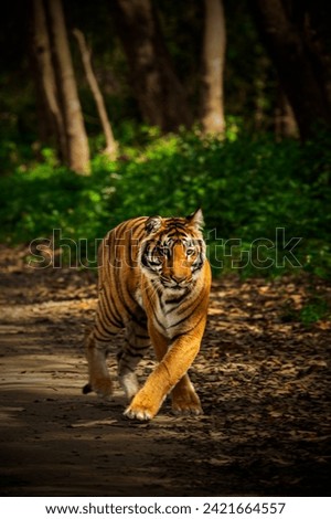A picture of a tiger walking in the forest