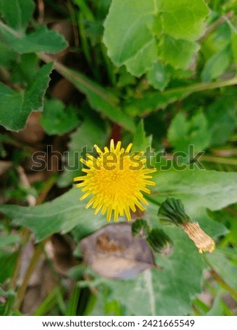 Sonchus oleraceus is a species of flowering plant in the tribe Cichorieae of the family Asteraceae.common names includes sowthistle, sow thistle, smooth sow thistle, annual sow thistle, hare's colwort Royalty-Free Stock Photo #2421665549