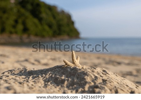 Dead dried coral reef remains on sea shore with sea in background. Picture has sunset colors and soft shadows of little sand dunes