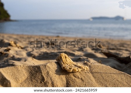 
Dead dried coral reef remains on sea shore with sea in background. Picture has sunset colors and soft shadows of little sand dunes