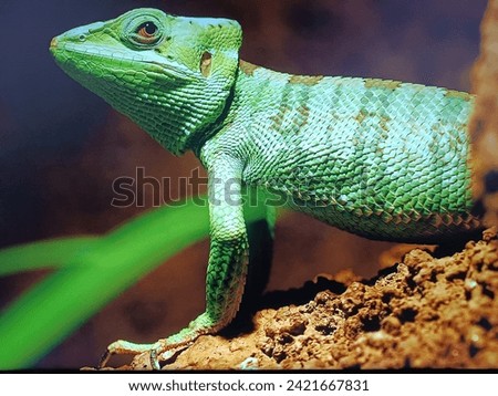 chameleon - wild animal image, indian chameleon picture