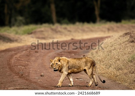 A picture of young lion crossing the road