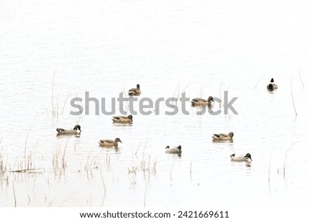 winter birds Swimming at reservoir