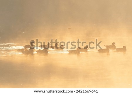 Mandarin Duck Swimming at reservoir