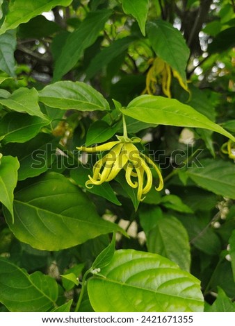 A picture of tropical flowers named Cananga, or Ylang-ylang that is native to Southeast Asia regions such as the Philippines, Indonesia, Malaysia, Thailand and Vietnam. 