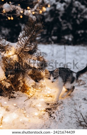 a cat in a winter snowy forest near a Christmas tree that glows with lights