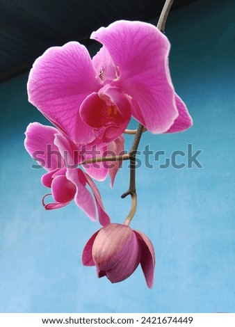 beautiful phalaenopsis orchid flowers blue background