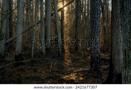 Forest sunbeams. A sunbeam in a dark forest. Sunbeams in dark backwoods. Forest sunbeam Royalty-Free Stock Photo #2421677307