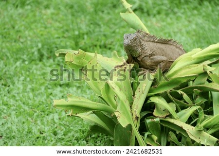 The green iguana, also known as the American iguana or the common green iguana, is a large, arboreal, mostly herbivorous species of lizard of the genus Iguana.