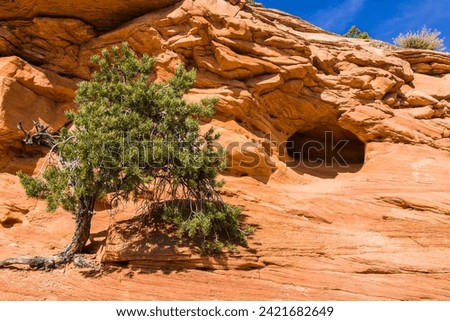 United States. Utah. Canyonlands National Park. Pinyon pine in front of a natural cave near Mesa Arch. Mesa Arch is a pothole arch formed by surface water.  Royalty-Free Stock Photo #2421682649