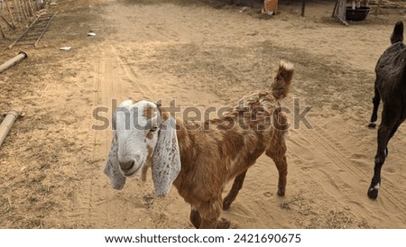 Pictures of Indian domestic Goats