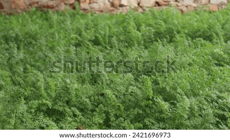upper view of green carrot leaves picture 